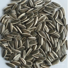 Sunflower Seeds 5009 Long Type